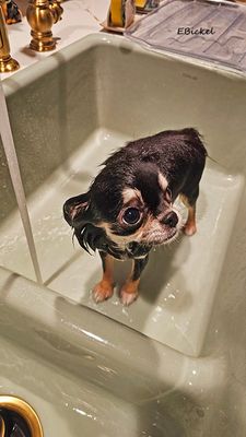 Tara's Older Puppyhood: Six to Nine Months