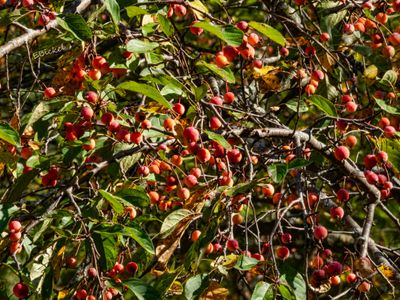 Crab Apple Trees