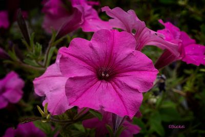 Petunias