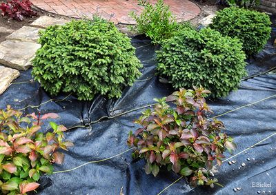 Landscaping Work: Phase #1
