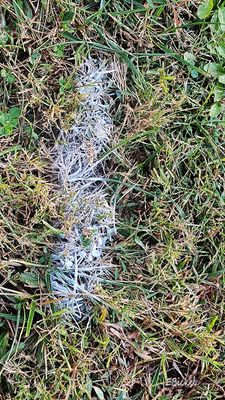 A Future Bush 10-16-25