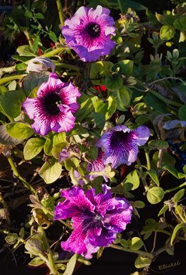 Petunias