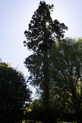 05 Wellingtonia.jpg