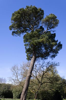 06 Monterey Pine.jpg