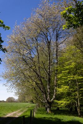 10 Native Cherry.jpg