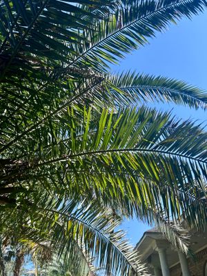 Beautiful Palm