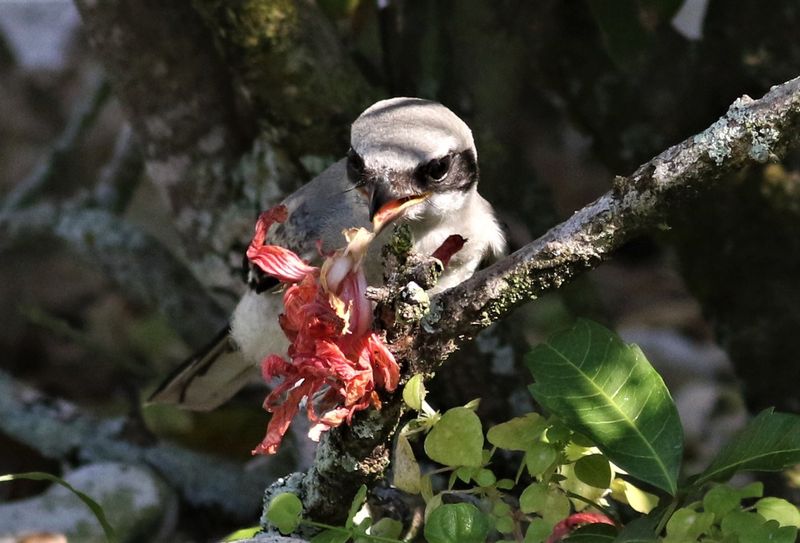 Oops the fledgling dropped it!