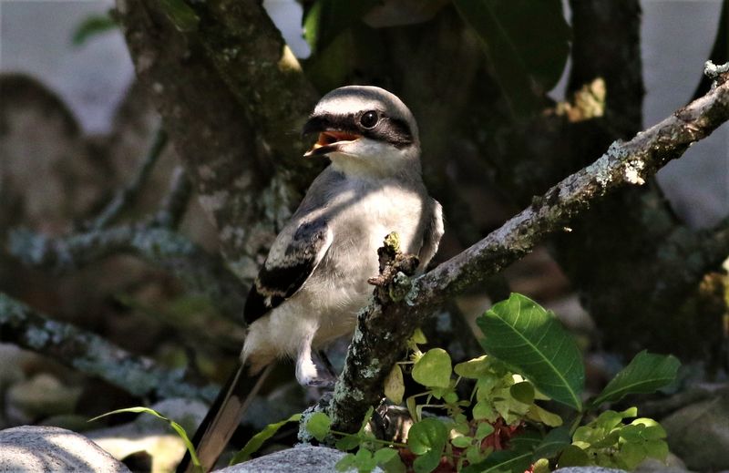 The fledglings not Happy!