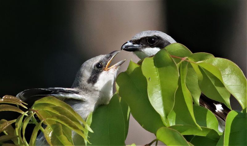 Loggerhead Shrike Fledgling Just Out Of The Nest hoping to be fed!