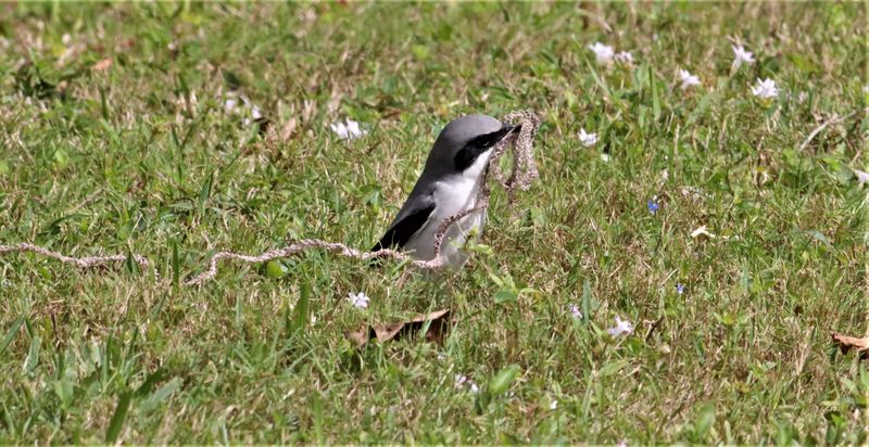 The Shrike decides to take off with the snakeskin!