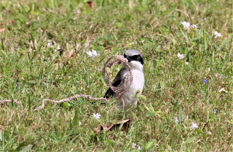 This Loggerhead Shrike found a snakeskin to use for nesting material!