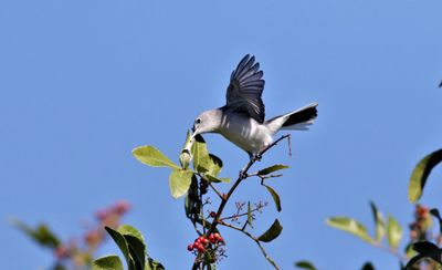 Blue-gray Gnatcatcher Poking Into A Spiders Web!