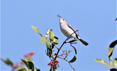 Blue-gray Gnatcatcher Snatches A Spider!