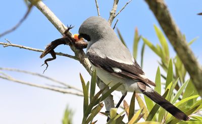 This Loggerhead Shrike is Trying To wedge a Brown Anole into the V of a branch!