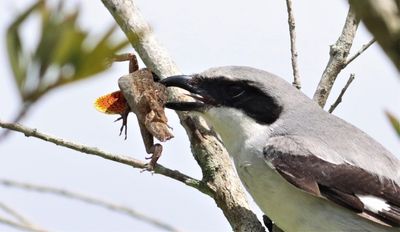 Loggerhead Shrike preparing to wedge a Brown Anole into the V of a branch! 