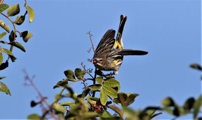 Yellow-romped Warbler Eating Brazilian Pepper!