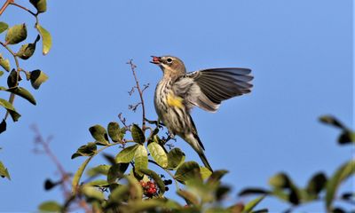 Yellow-romped Warbler About To Take Flight ! 