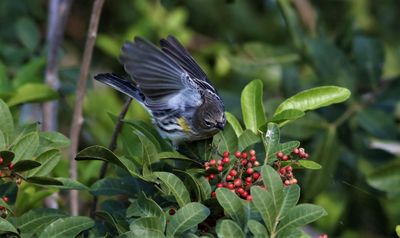 Yellow-romped Warbler flying in to Eat Berries!