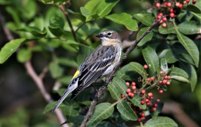 Yellow-romped Warbler Eating Berries!