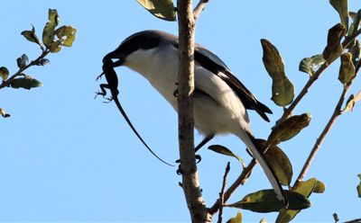 This Loggerhead Shrike Snatches A Brown Anole!