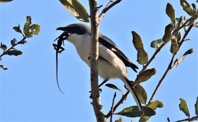 IMG_2487 (2) - Copy.JPG