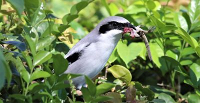 This Gallery Shows How a Loggerhead Shrike is Able to Swallow Its Prey! 