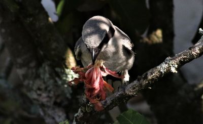 Loggerhead Shrike Fledgling Teaching Itself How To Impale Its Prey With a Flower!