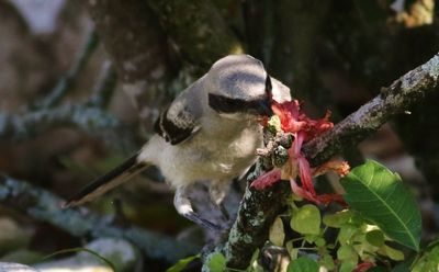 Loggerhead Shrike Fledgling Teaching Itself How To Impale Its Prey With a Flower!