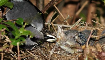Loggerhead Shrike Removing a Fecal Sac from its nestling!