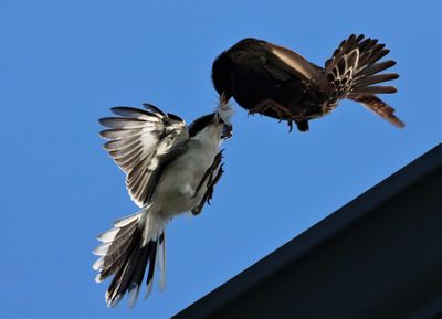 Loggerhead Shrike Fledgling and a Sterling Fighting Over a Feather!