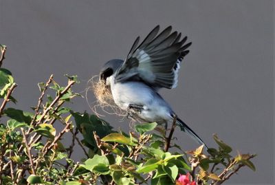 Diving into its nest with nesting material!