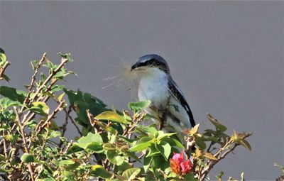 Loggerhead Shrike about to add more nesting material!
