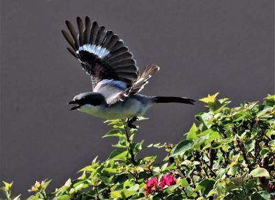 Loggerhead Shrike Flying Out of Its Nest!