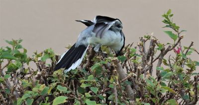 IMG_8817 (2) - Copy.JPG