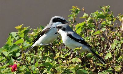 IMG_8766 (4) - Copy.JPG