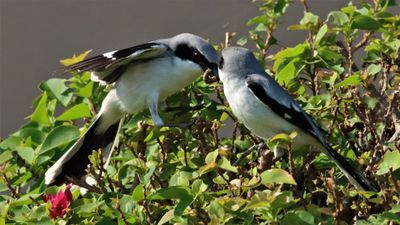 IMG_8751 (4) - Copy.JPG