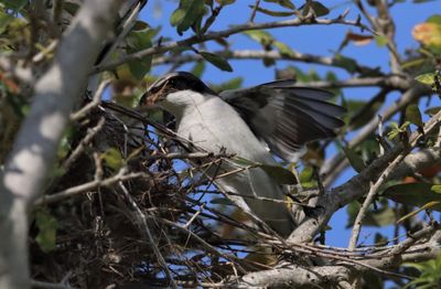 IMG_9175 (7) - Copy.JPG