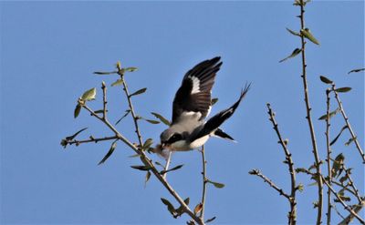 IMG_9151 (8) - Copy.JPG