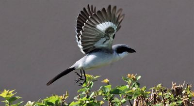 IMG_9220 (3) - Copy.JPG