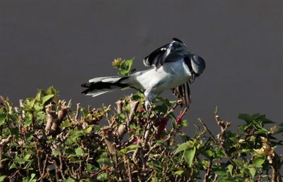 IMG_9461 (5) - Copy.JPG