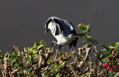 IMG_9489 (6) - Copy.JPG