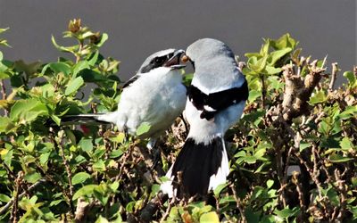 IMG_9592 (6) - Copy.JPG