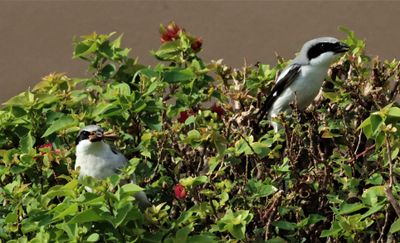 The Loggerhead Shrike Male Flew Into the Nest And Gave The Female A Mole Cricket!