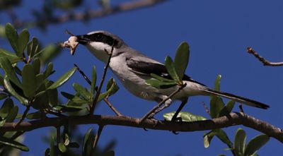 IMG_9000 (4) - Copy.JPG