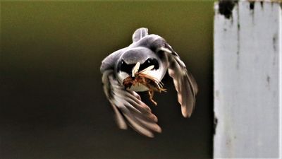 Loggerhead Shrike snatches a Mole Cricket!