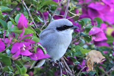 Loggerhead Shrike Fledgling!