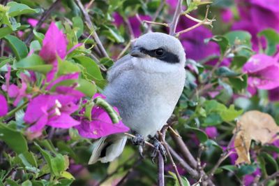 This Loggerhead Shrike Fledgling Just Out Of The Nest!