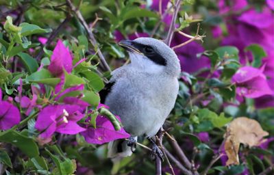 Loggerhead Shrike Fledgling!