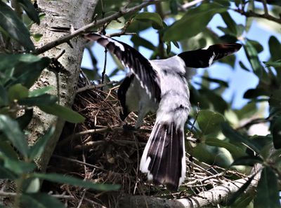 IMG_2361 (5) - Copy.JPG