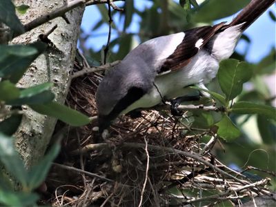 Loggerhead Shrikes Tearing Apart There Old Nest For Nesting Material!